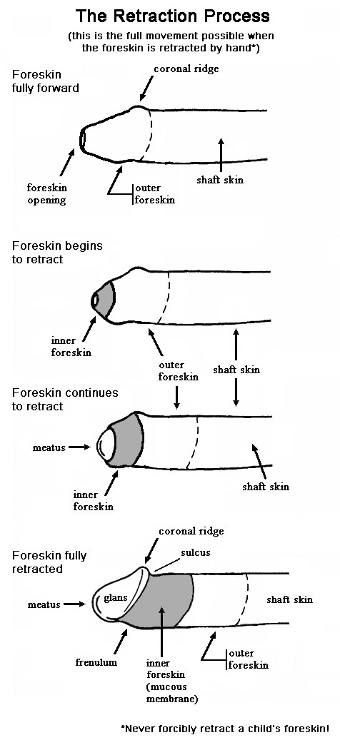 Foreskin Retraction Process